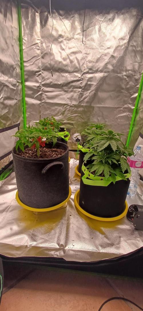 Prime landrace. Week 5