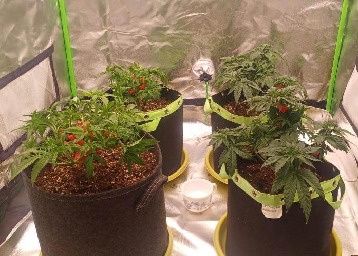 Prime landrace. Week 6