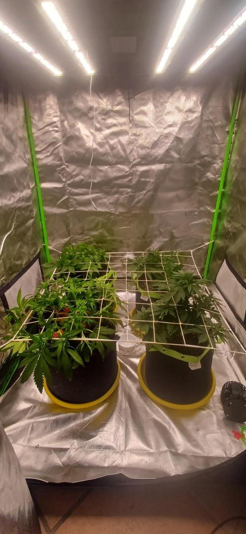 Prime landrace. Week 7 - In alto le panama red in basso a sinistra cream caramel cbd e a destra in basso 