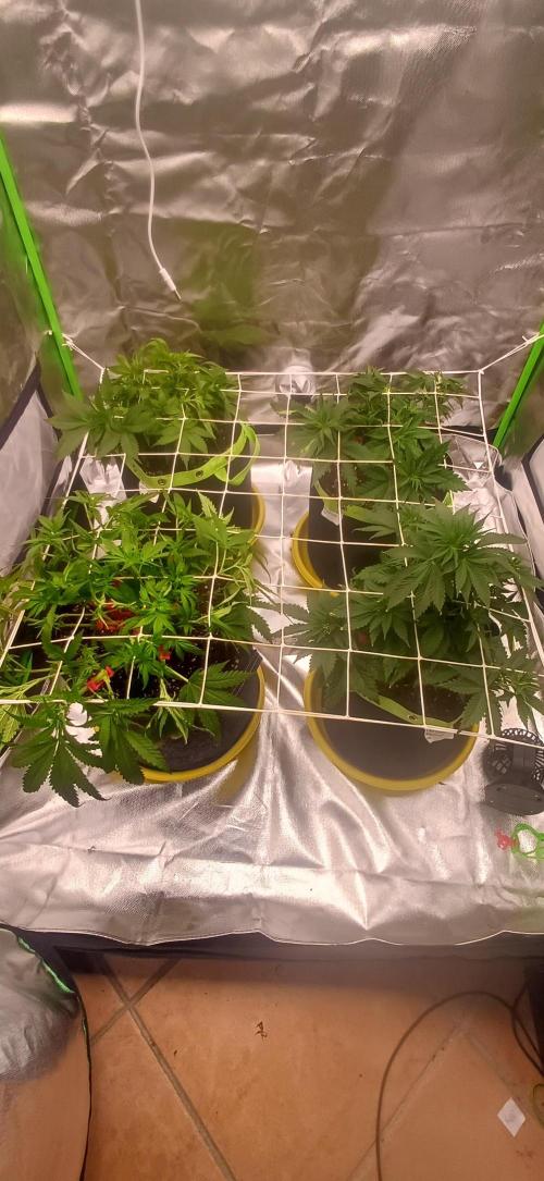 Prime landrace. Week 7