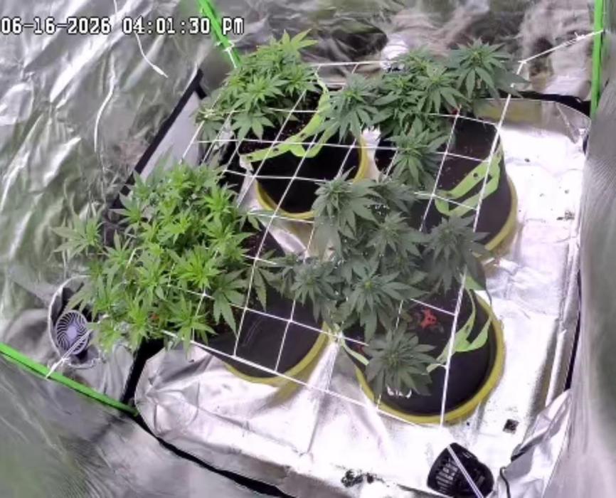 Prime landrace. Week 8