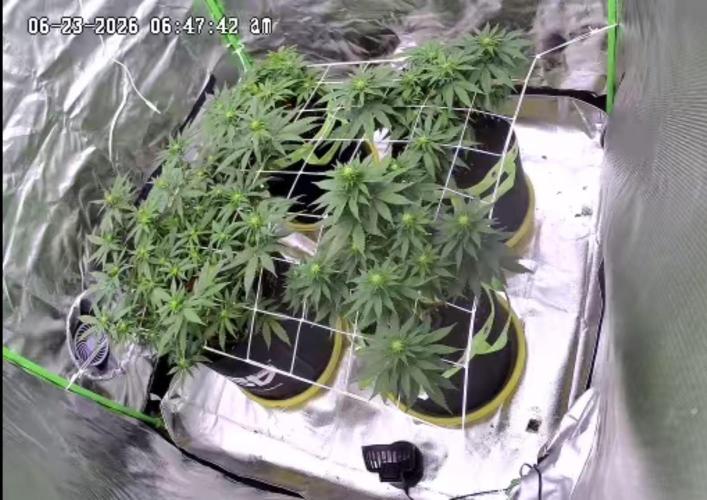 Prime landrace. Week 9