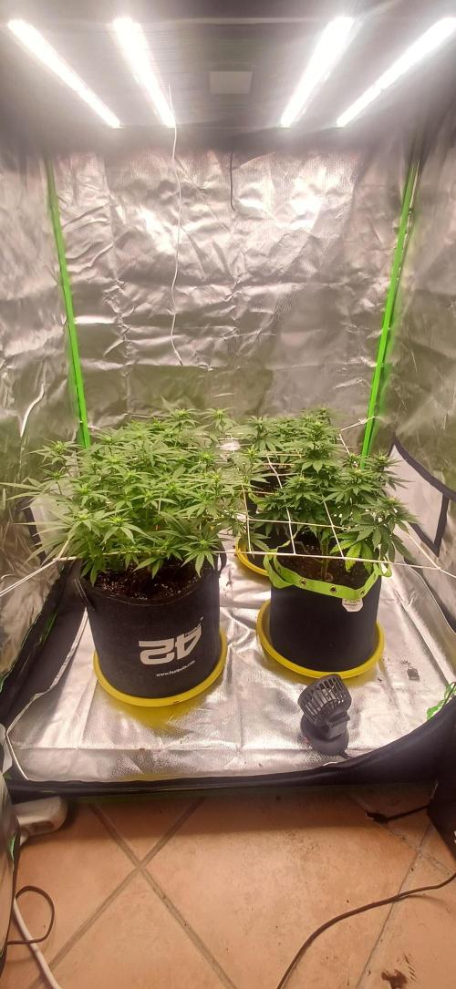 Prime landrace. Week 9
