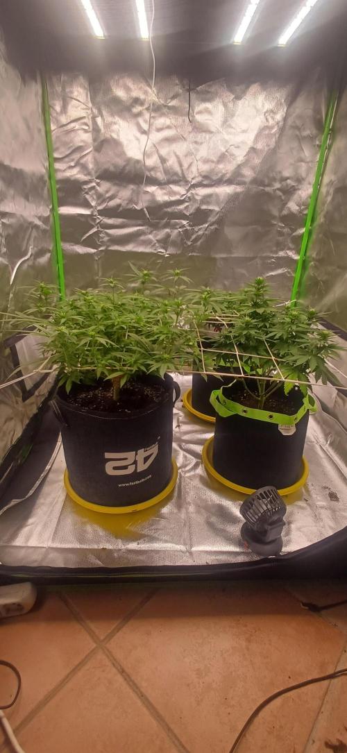 Prime landrace. Week 9