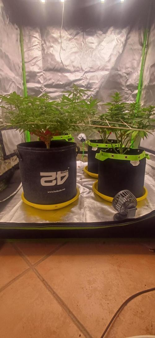 Prime landrace. Week 9