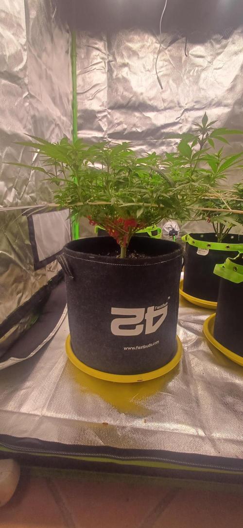 Prime landrace. Week 9