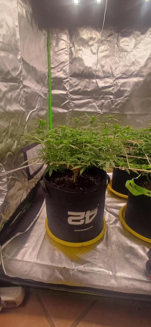 Prime landrace. Week 9
