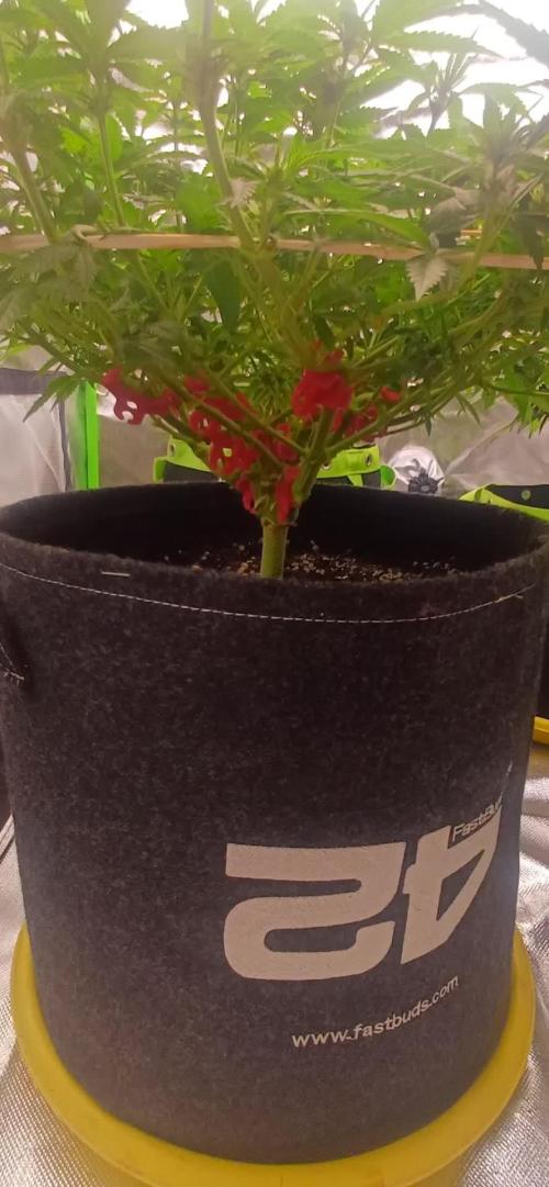 Prime landrace