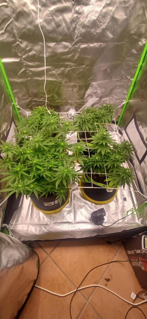 Prime landrace. Week 9