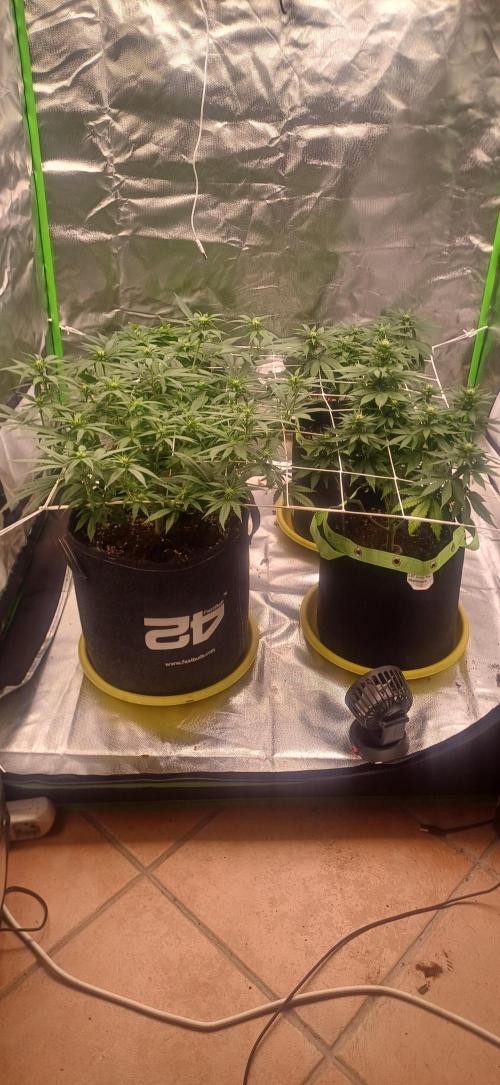 Prime landrace. Week 9