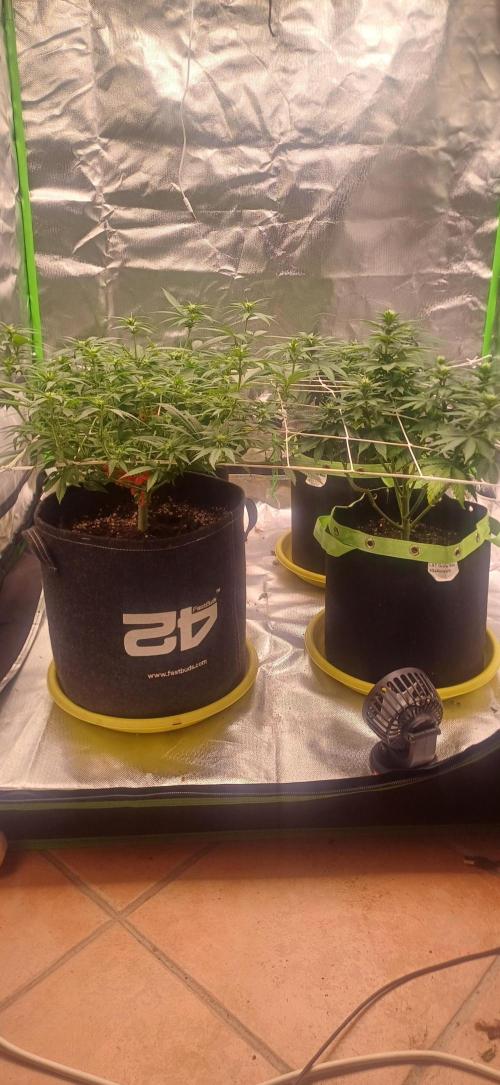 Prime landrace. Week 9