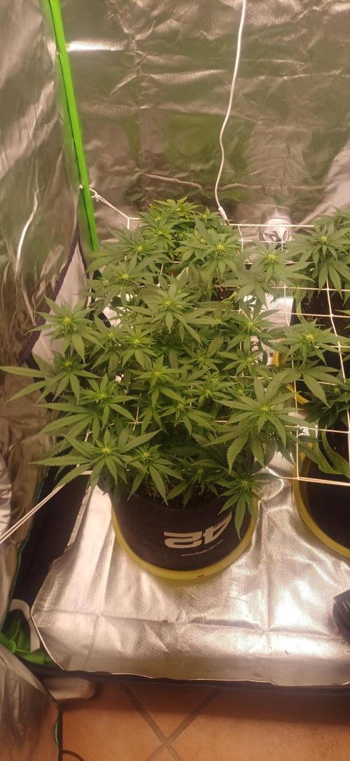 Prime landrace. Week 9