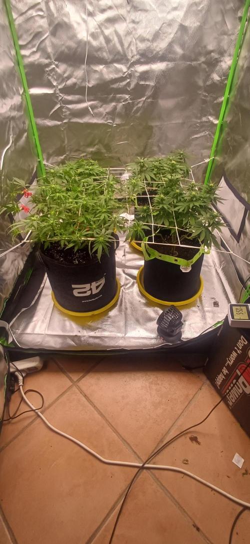 Prime landrace. Week 9