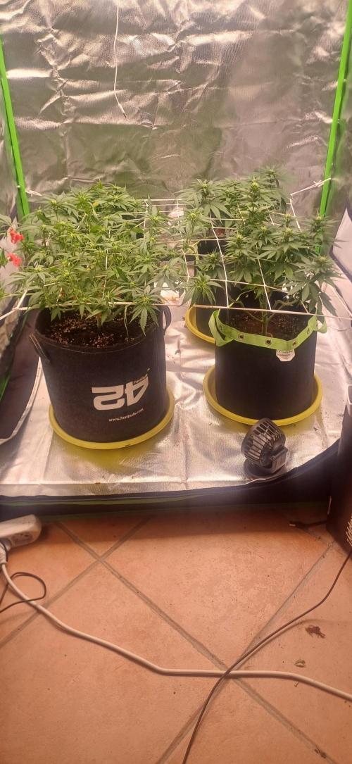 Prime landrace. Week 9