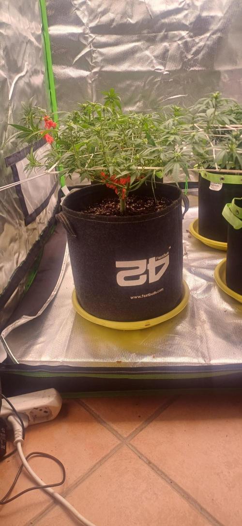 Prime landrace. Week 9
