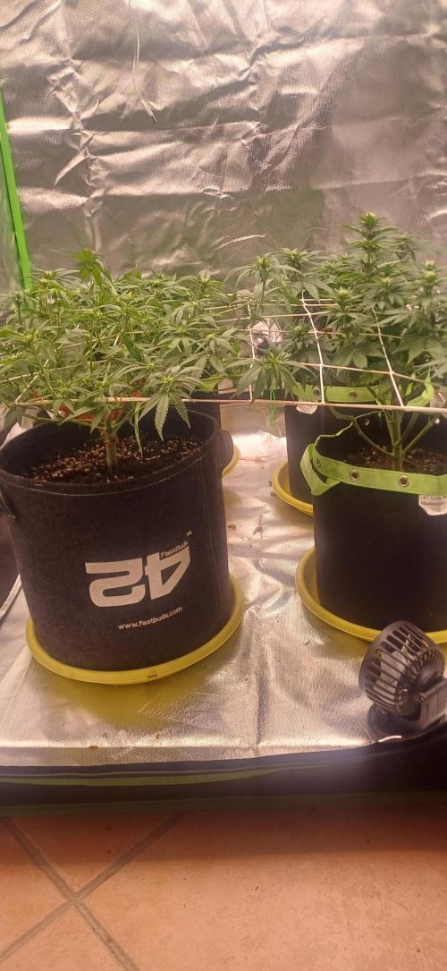 Prime landrace. Week 9