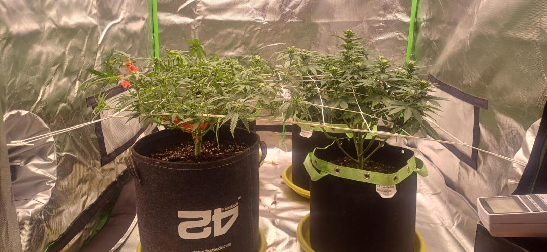 Prime landrace. Week 9