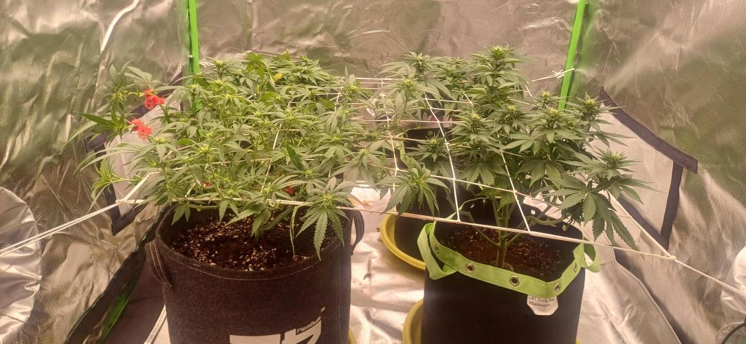 Prime landrace. Week 9