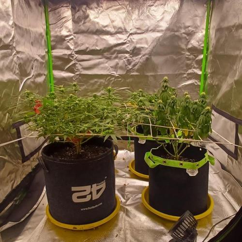 Prime landrace. Week 10