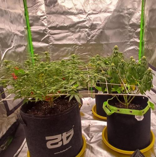 Prime landrace. Week 10