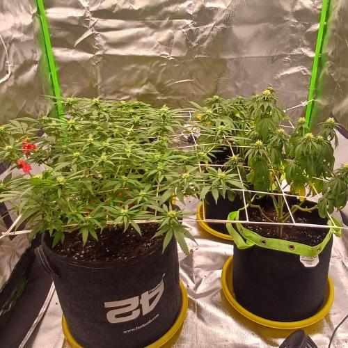 Prime landrace. Week 10