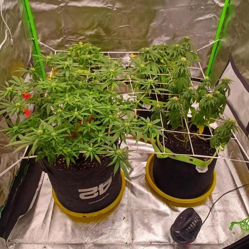 Prime landrace. Week 10