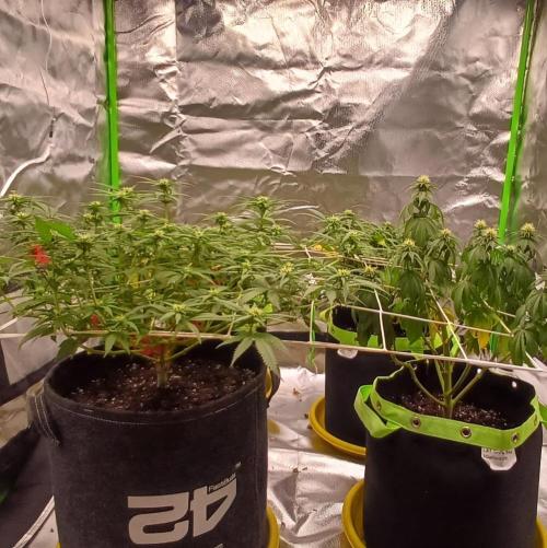 Prime landrace. Week 10
