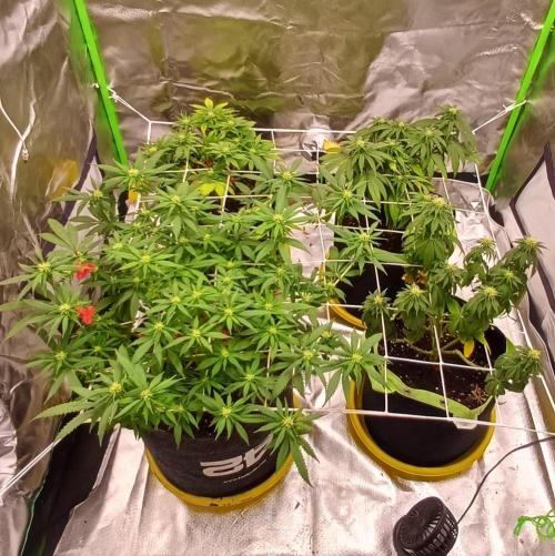 Prime landrace. Week 10