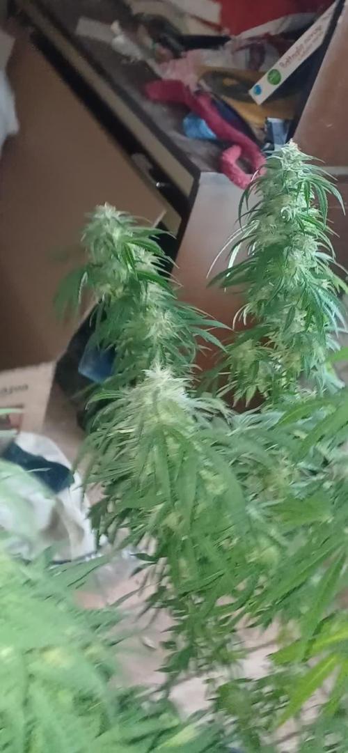 Special kush all'aperto