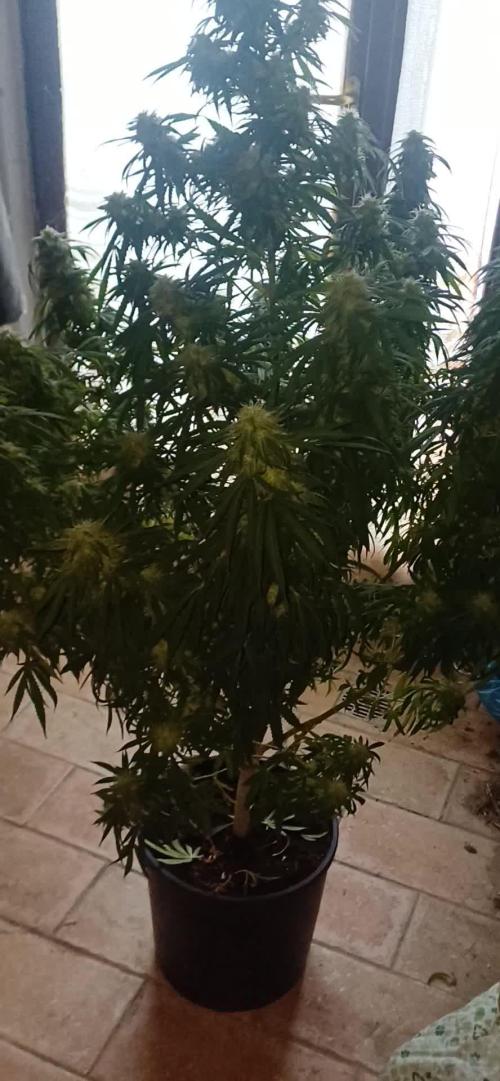 Special kush all'aperto