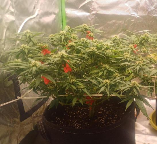 Prime landrace. Week 11