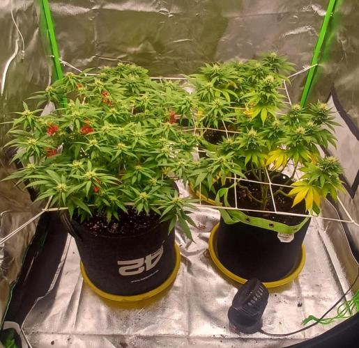 Prime landrace. Week 11