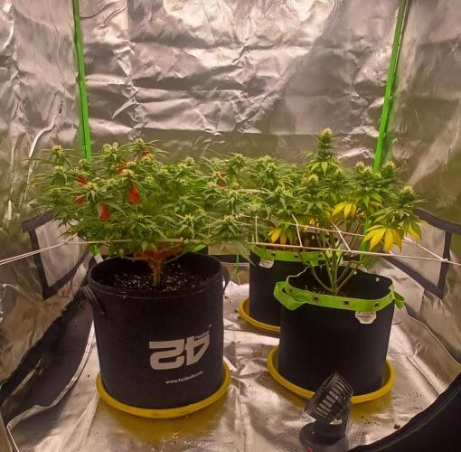 Prime landrace. Week 11