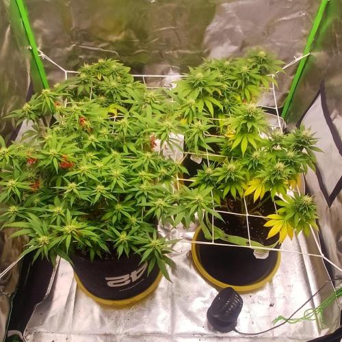 Prime landrace. Week 11