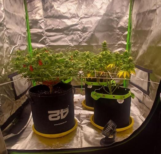 Prime landrace. Week 11