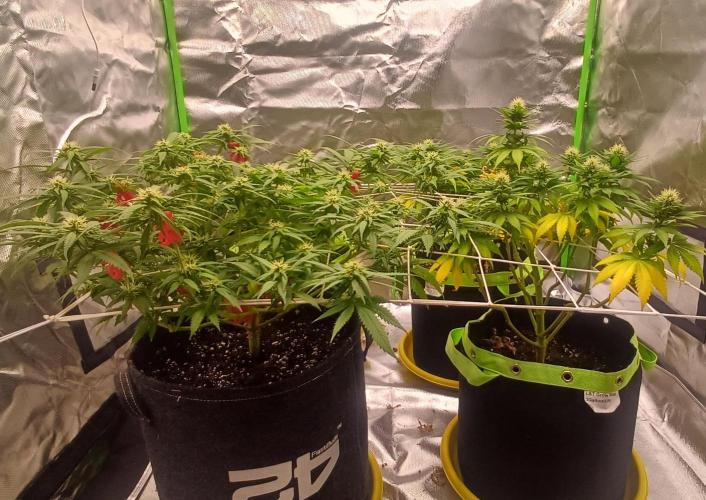 Prime landrace. Week 11