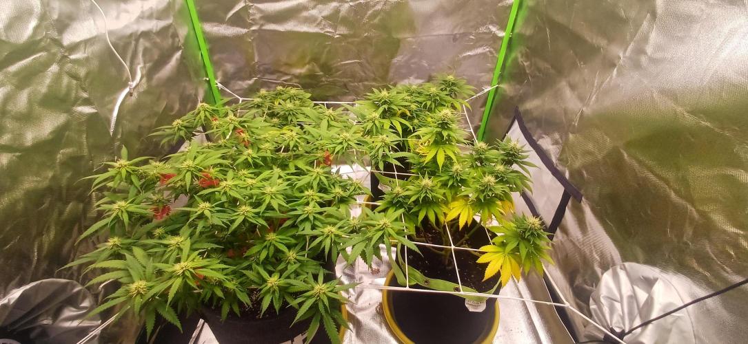 Prime landrace. Week 11