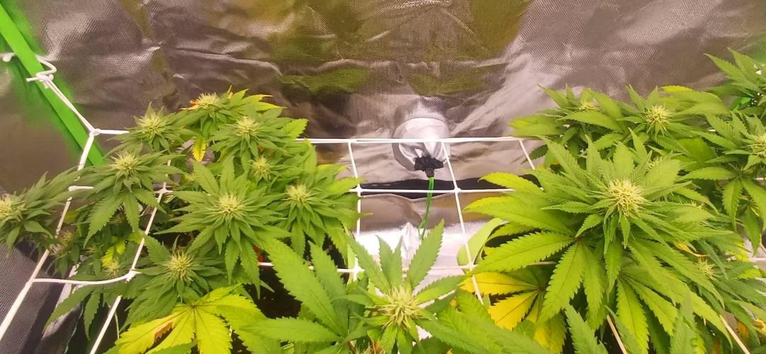 Prime landrace