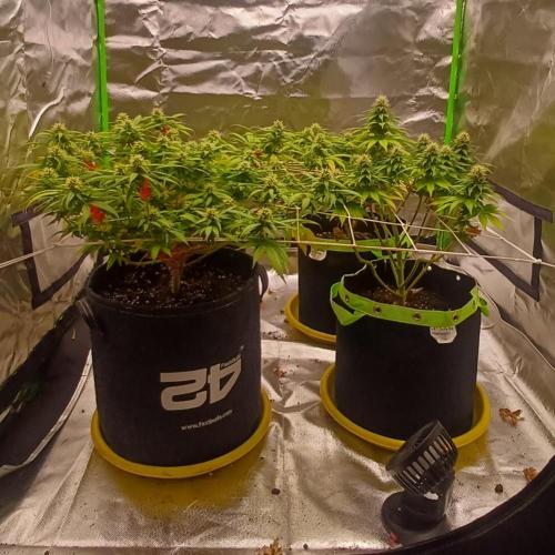Prime landrace. Week 12