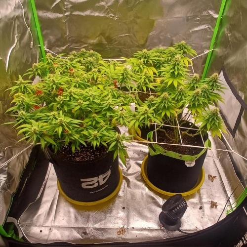 Prime landrace. Week 12