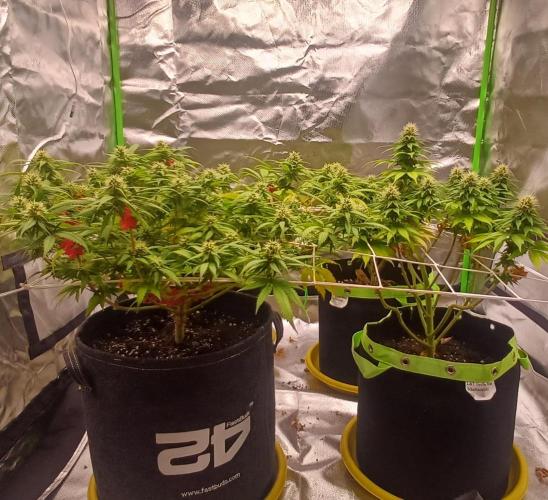 Prime landrace. Week 12
