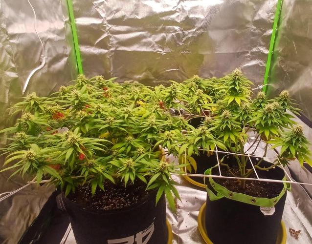 Prime landrace. Week 12