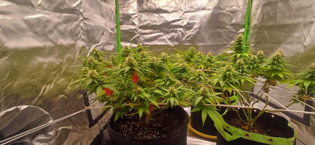 Prime landrace. Week 12
