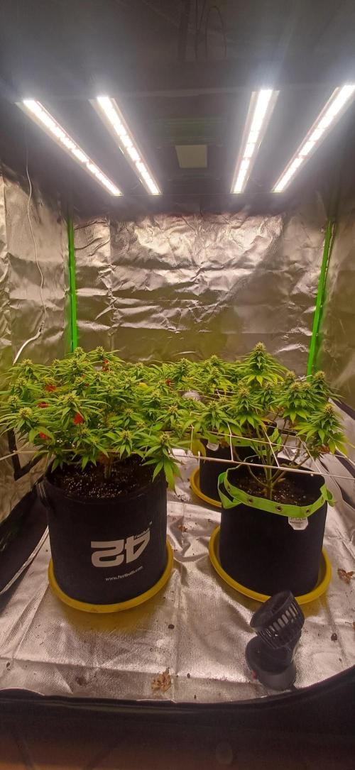 Prime landrace. Week 12