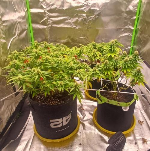 Prime landrace. Week 12