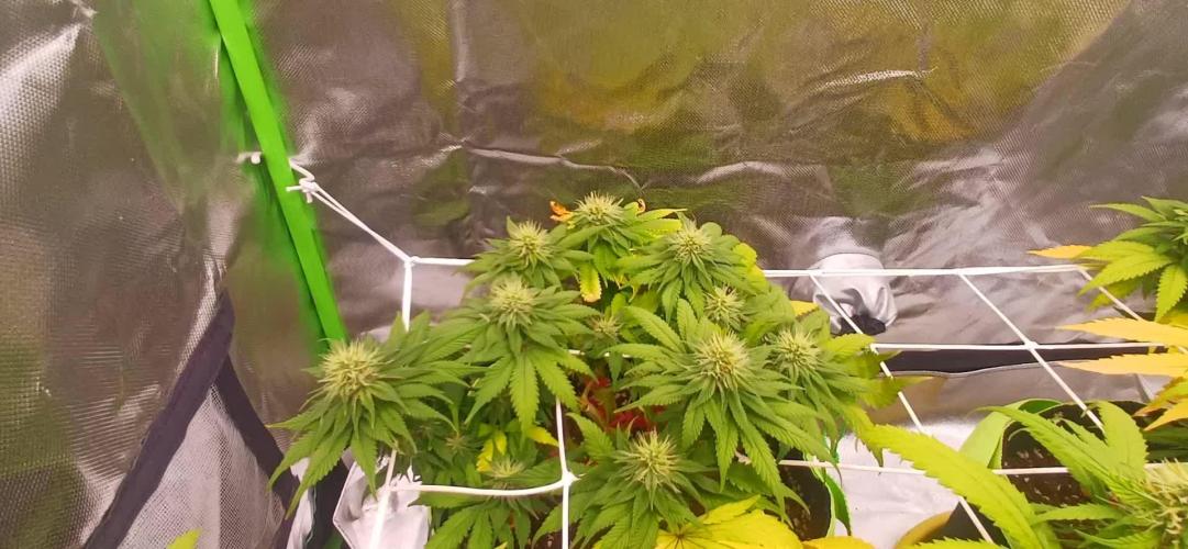 Prime landrace