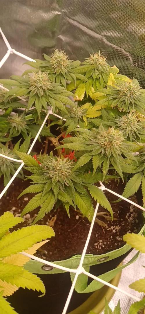 Prime landrace