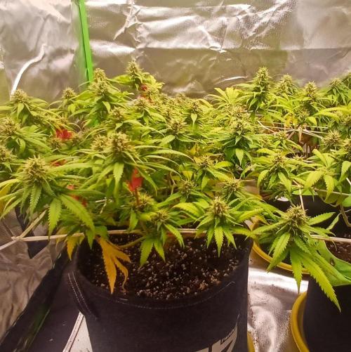 Prime landrace. Week 13