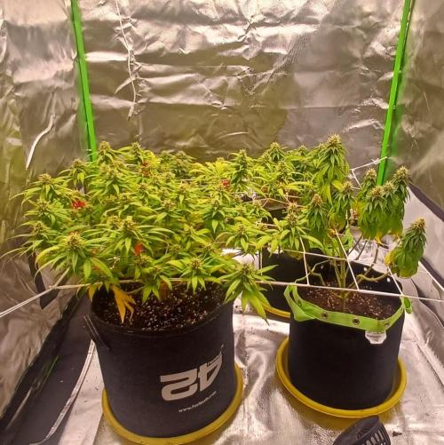 Prime landrace. Week 13