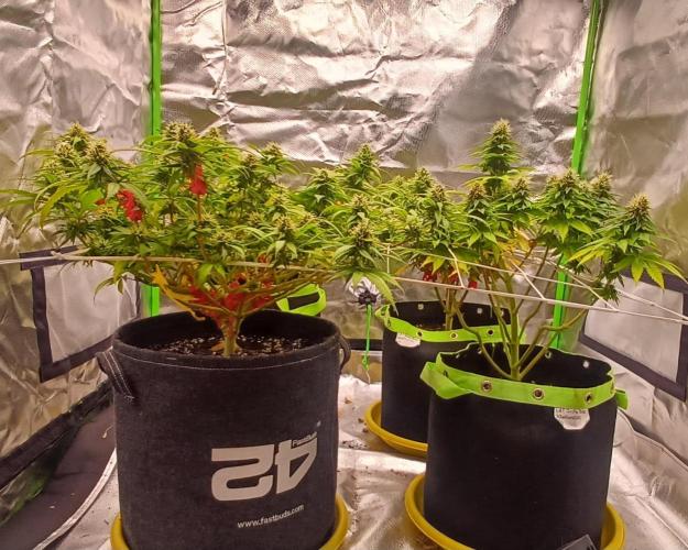 Prime landrace. Week 13